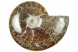 Polished Cretaceous Ammonite (Cleoniceras) Fossil - Madagascar #312189-1